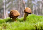 深入解析，促排卵泡发育大小不均匀的影响因素及其对策